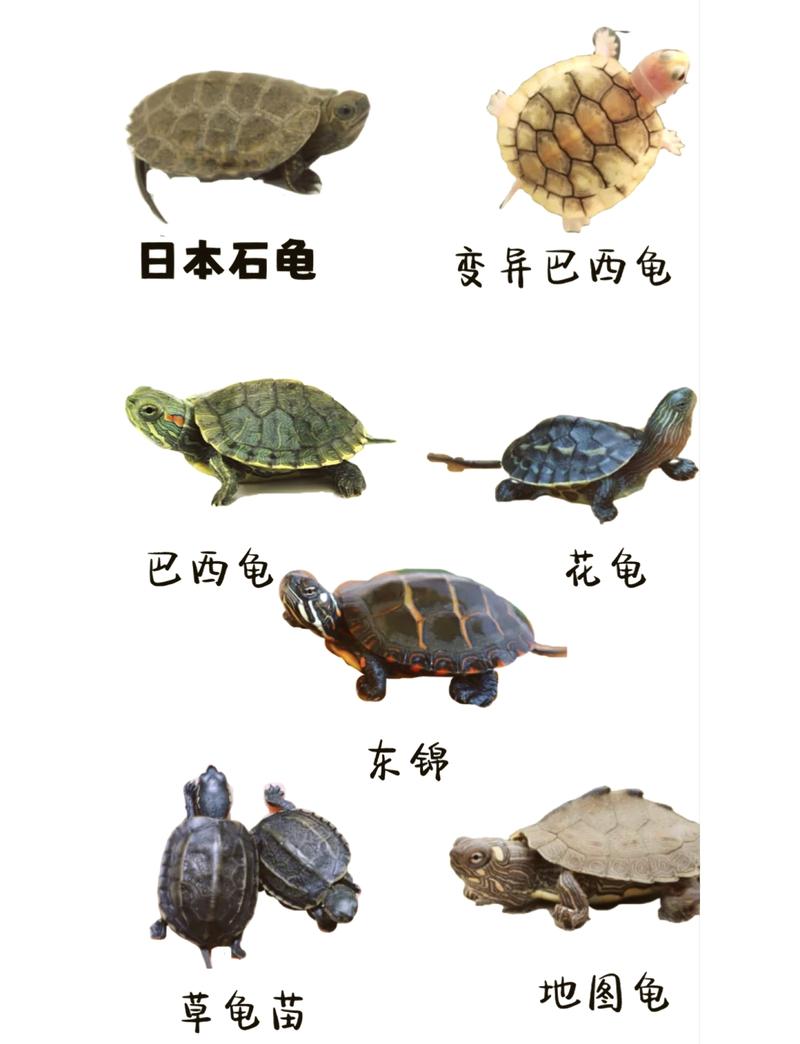 选对乌龟好养活，巴西草龟寿命长（养乌龟养哪个品种好）