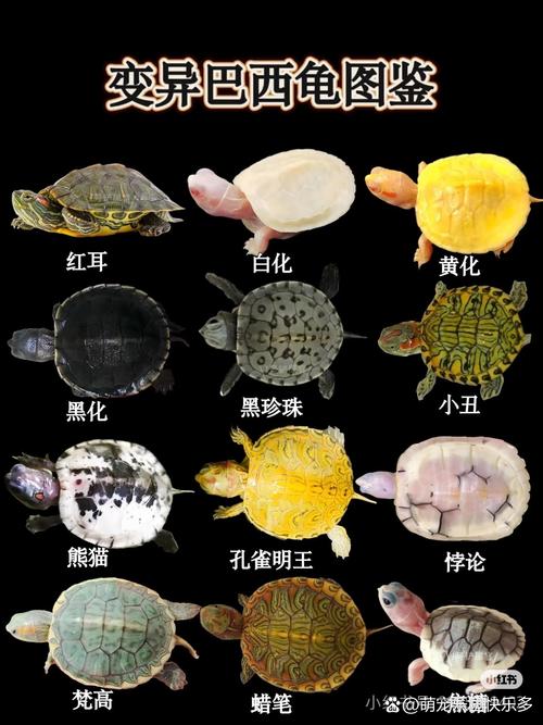 活体黄金，稀少宠物（现在最贵的宠物龟品种）