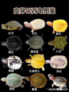 活体黄金，稀少宠物（现在最贵的宠物龟品种）