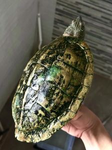 常见淡水龟，寿命15-20年（地图龟都有哪些品种）