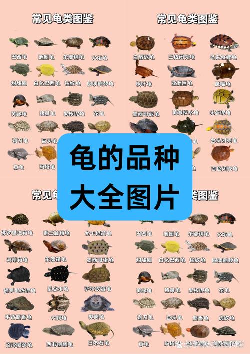 中国龟类资源丰富，鹰嘴龟尾巴长，黄缘龟受欢迎（除了蛋龟还有什么品种的龟）