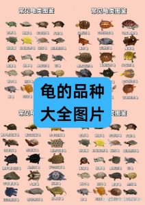 中国龟类资源丰富，鹰嘴龟尾巴长，黄缘龟受欢迎（除了蛋龟还有什么品种的龟）