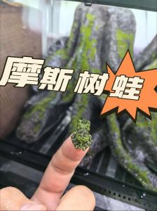 树蛙不吃？温度低加湿，一周喂一次，试试虫子或饲料（树蛙不吃东西怎么办）