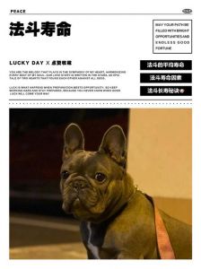 养牛寿命短长看品种饲养，牛健康是关键（一头宠物牛能活多久）