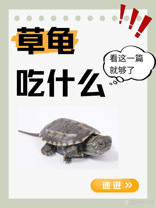 水龟陆龟喂食有讲究（宠物龟吃什么食物）