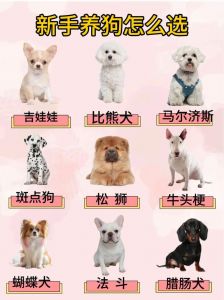 小型犬好养活！泰迪比熊柯基约克夏，城市幸福伴侣（小宠物犬品种大全）