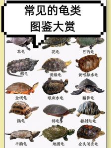 亲民宠物龟品种推荐，几元到几十元选一只！（一般便宜宠物龟是什么品种）