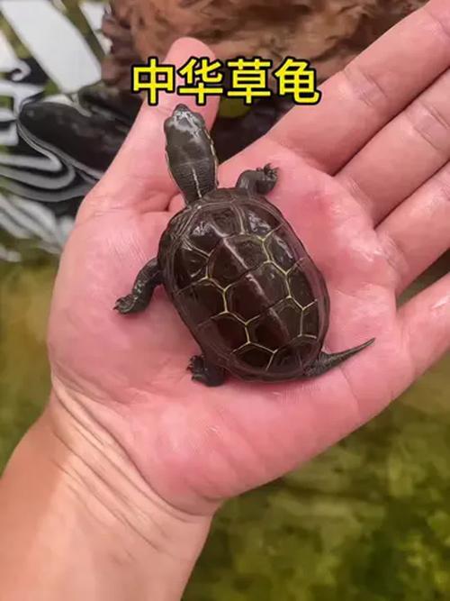 各地纹路多，珍稀变异需保护（草龟品种图片大全）