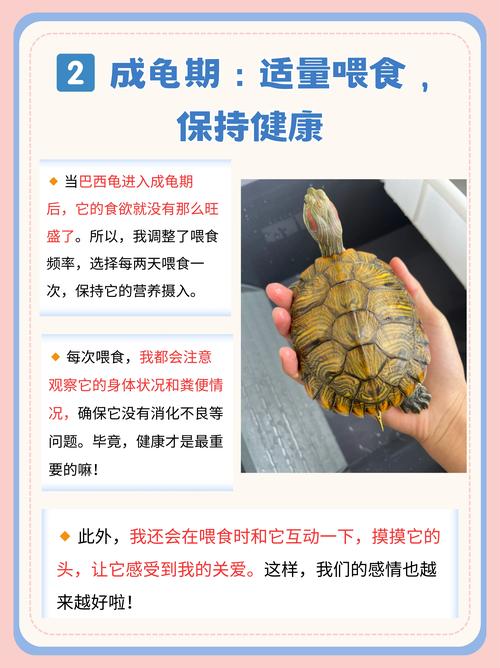 选健康小龟壳好色艳，建舒适水池，幼龟水位浅勤换水，幼龟肉食成龟蔬果（小巴西龟的养殖方法和注意事项）