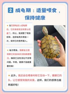 选健康小龟壳好色艳，建舒适水池，幼龟水位浅勤换水，幼龟肉食成龟蔬果（小巴西龟的养殖方法和注意事项）