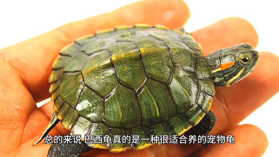 巴西龟食性为主，草龟互动情感更佳（巴西龟互动性好吗）