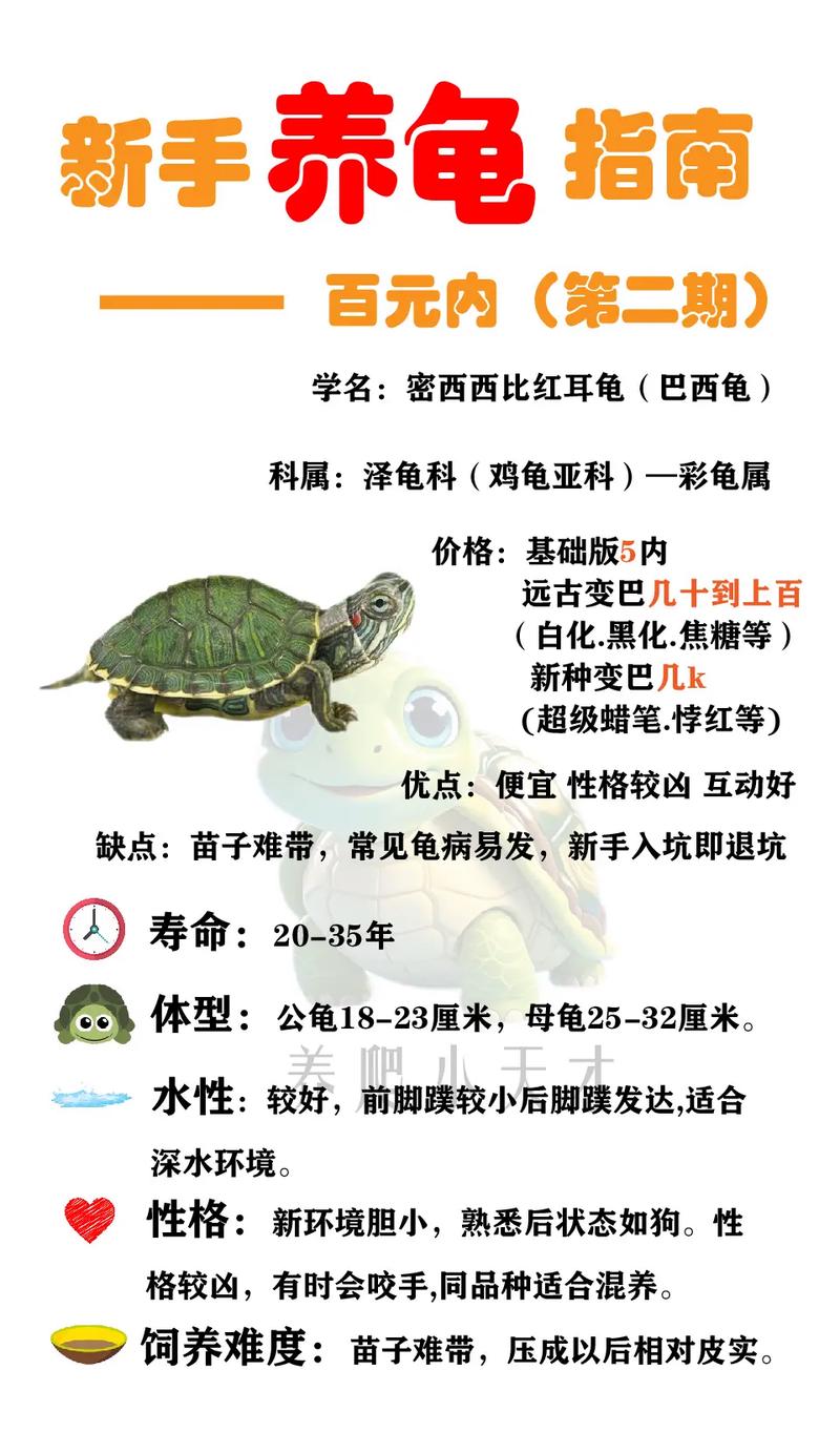 巴西龟公母怎么分？看体型尾巴泄殖孔（巴西红耳龟怎么分公母图解）
