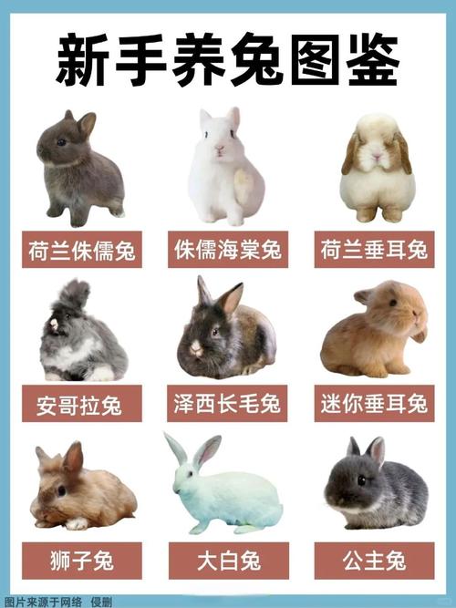 常见兔种特点与饲养须知（宠物兔的品种及图片详解）