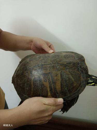 食量惊人寿命长，保护生态责任重（最大陆地龟吃素）