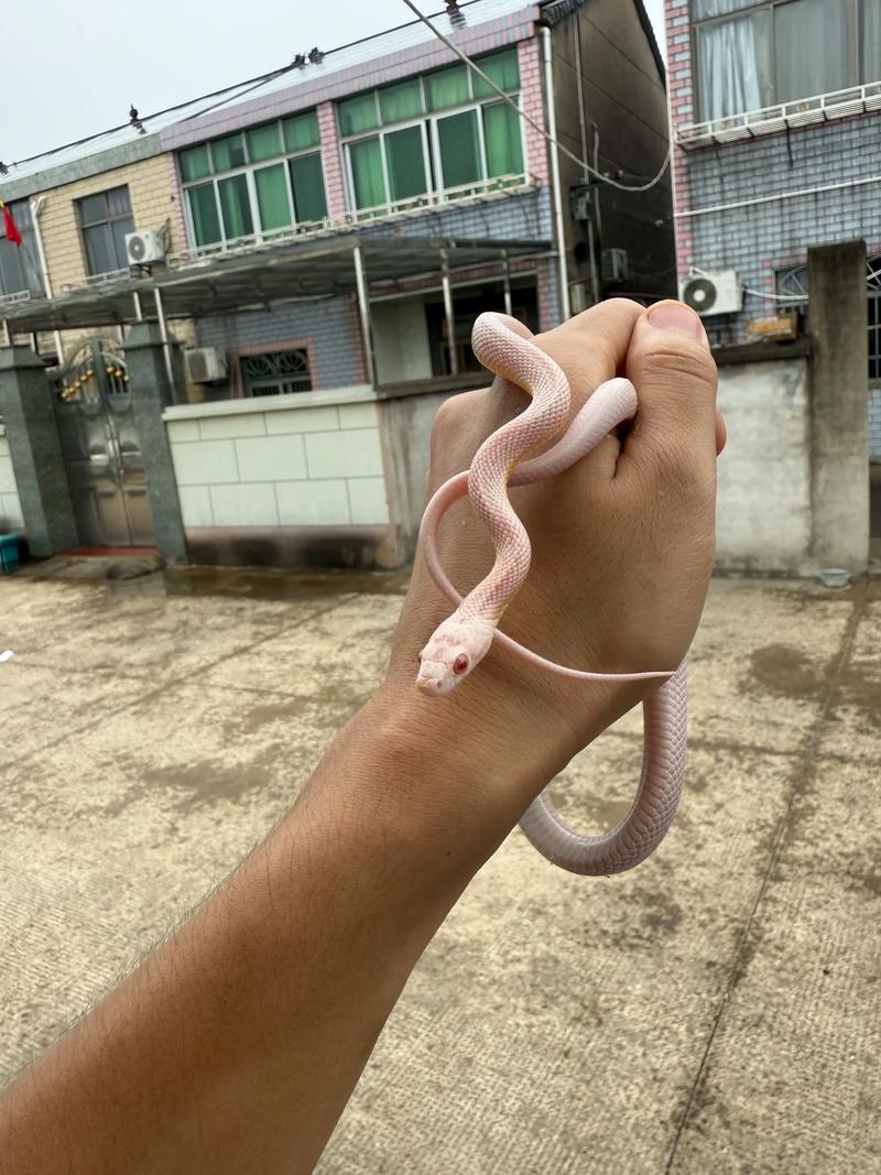 宠物蛇常在主手上排便，频率因体型捕食方式不同而有很大差异（宠物蛇每次都在手上拉屎为什么）