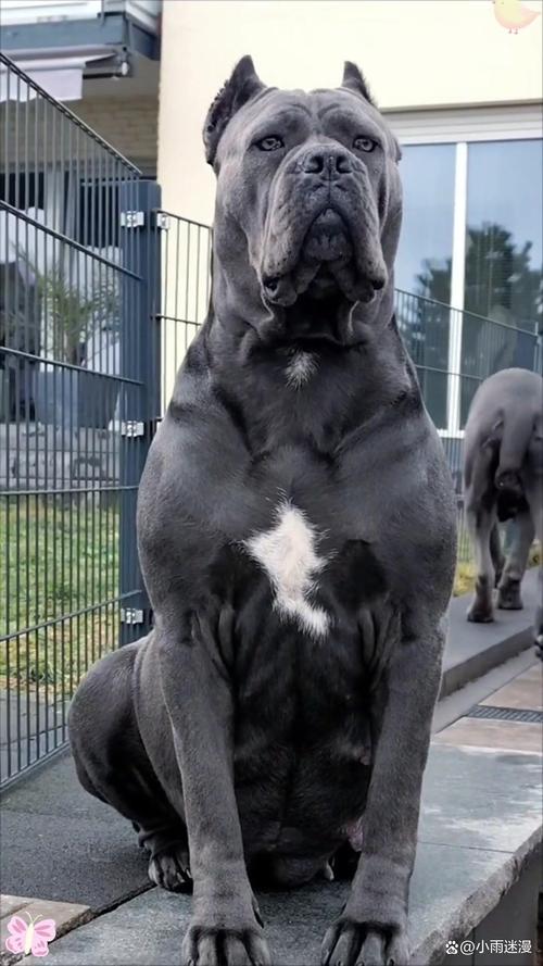 金毛拉布拉多萨摩耶等，选对适合家庭！（大型宠物犬都有哪些）