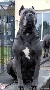 金毛拉布拉多萨摩耶等，选对适合家庭！（大型宠物犬都有哪些）