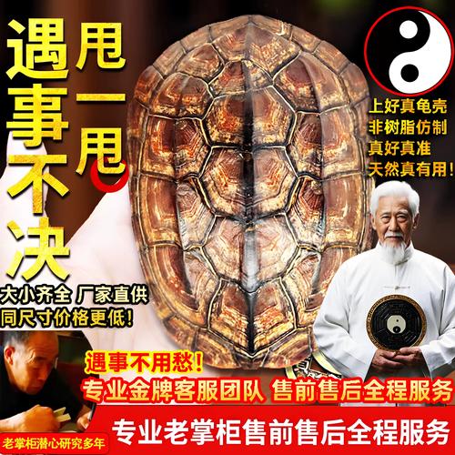 开光龙龟的吉祥寓意与摆放禁忌（把玩乌龟壳有什么忌讳）