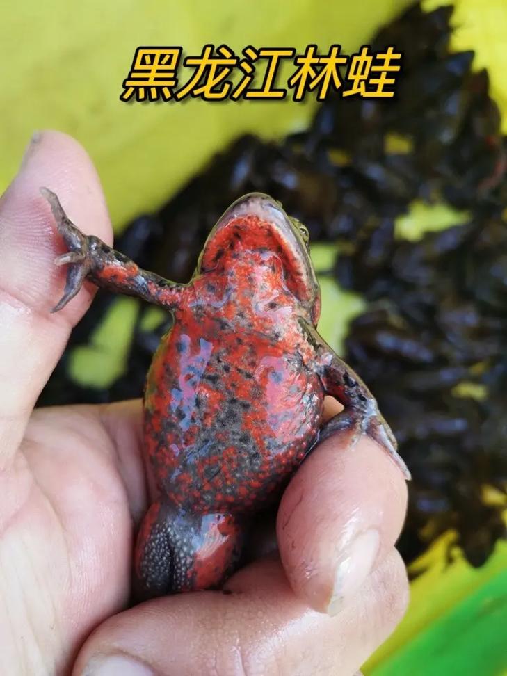 温度湿度环境要点（林蛙宠物）