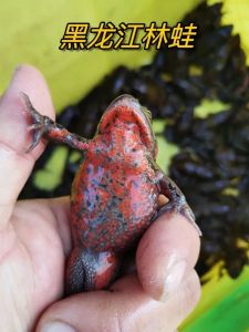 温度湿度环境要点（林蛙宠物）