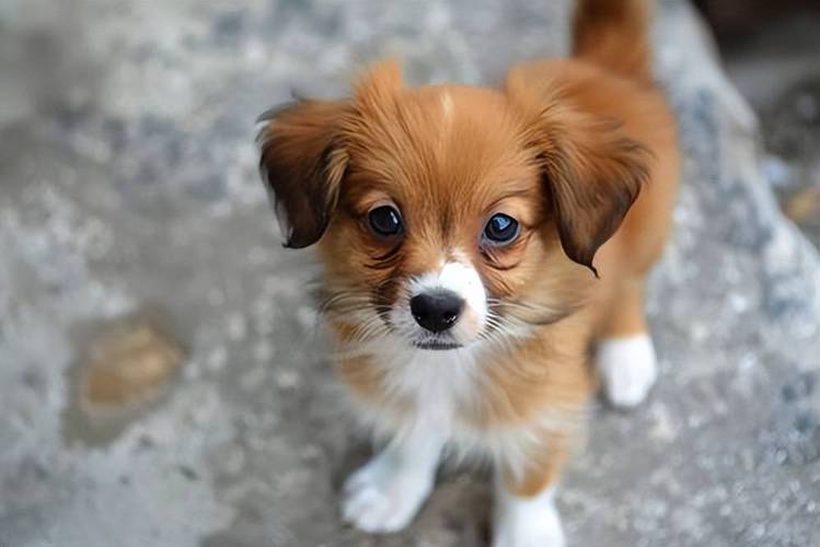 博美吉娃娃等，养狗需负责（宠物狗图片小型犬）