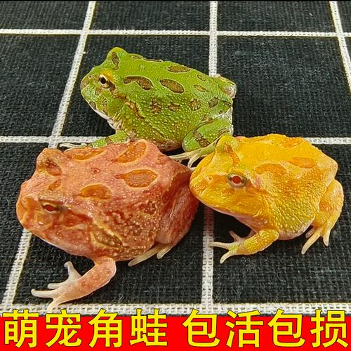 红眼金蛙小丑蛙等（有一种宠物蛙叫什么）