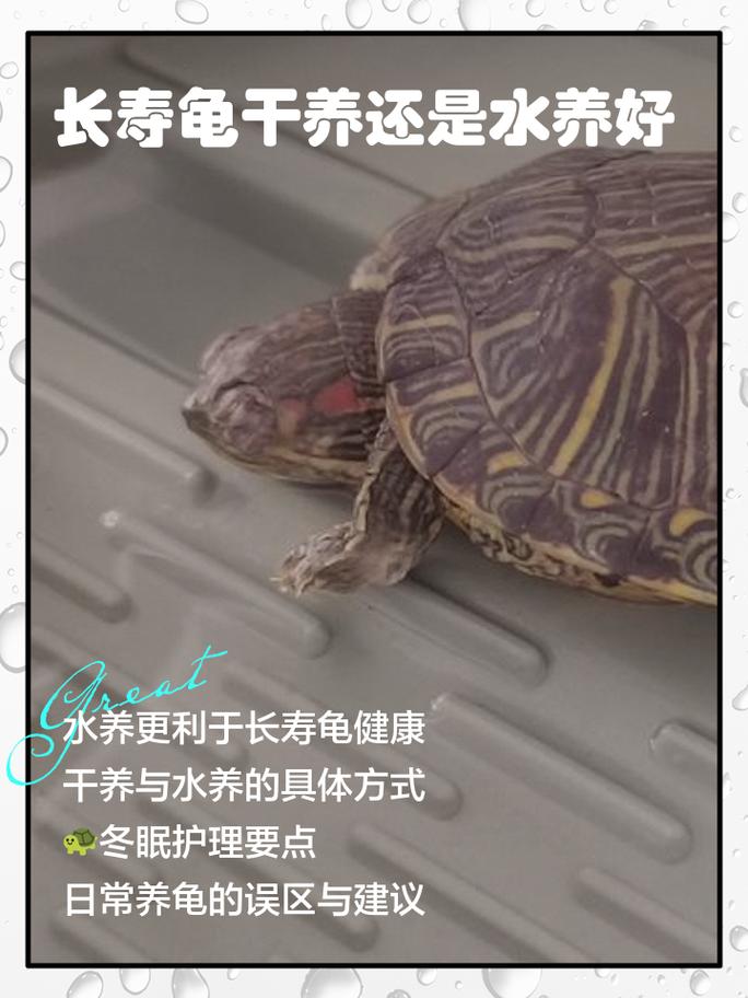 乌龟五行水火土金都沾，看环境怎么用（乌龟五行属水还是火）
