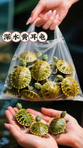 深水黄耳龟怎么养才长大？（深水黄耳龟最大多大）