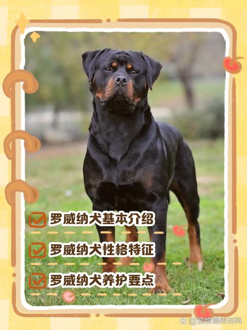 成龙电影宠物狗品种成谜？（成龙养的宠物狗是什么品种）