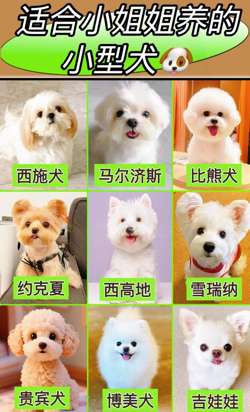 小型犬可爱易养，吉娃娃博美等成理想伴侣（小型宠物犬有哪些品种及图片）