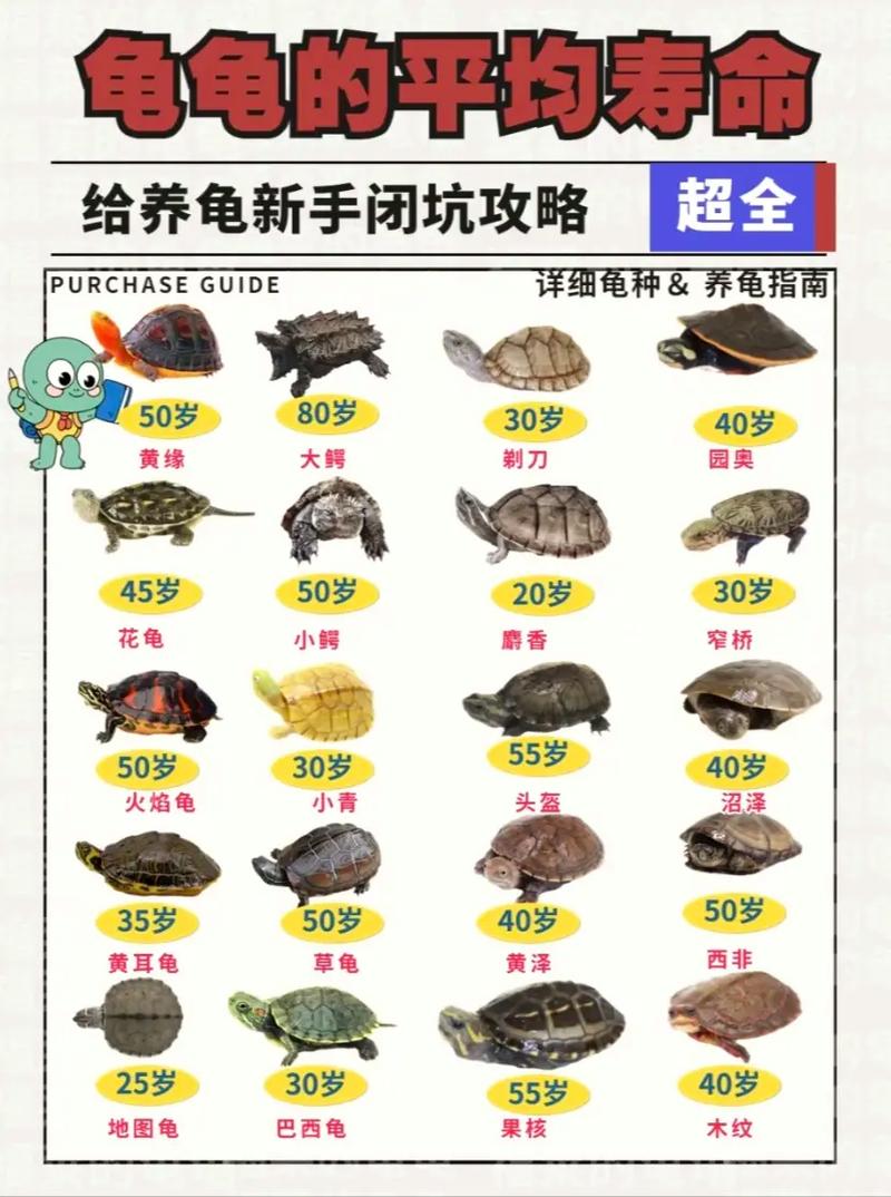 养龟需谨慎，安全第一（不建议养的二十种乌龟）