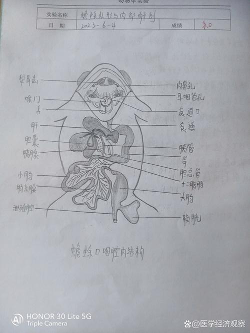 助教解剖实验，识器官心脏肾（蛙的消化系统结构图）