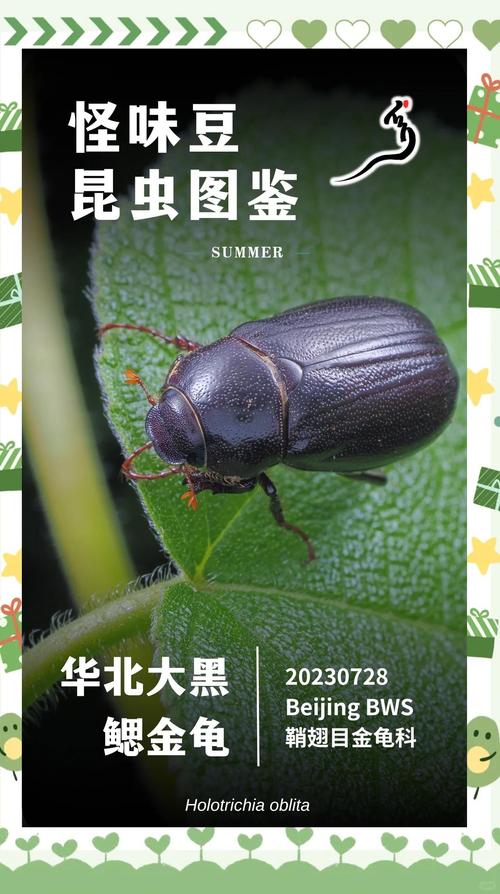 黑颈龟黑山龟对比，乌龟王八有啥区别？（大黑乌龟是什么品种）