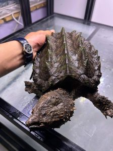 大鳄龟与小鳄龟体型重量价格对比（大鳄龟一般有多少斤）