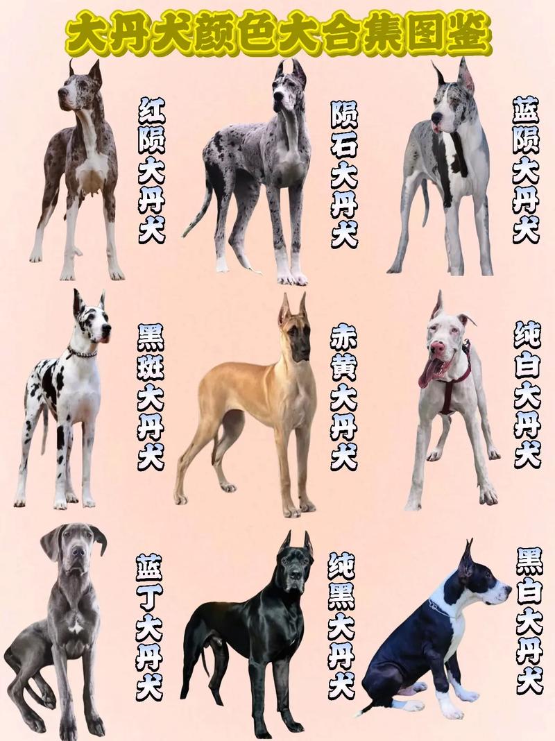 忠诚伴侣守护家（大型犬宠物有哪几种）