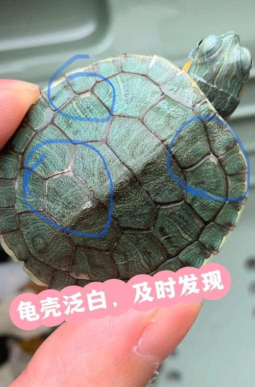 从无壳到硬壳（乌龟没有壳的样子图片）
