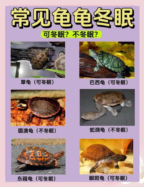 小乌龟过冬保暖指南（家养小乌龟冬天怎么养）