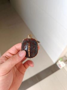 黄缘龟钻土原因及应对方法（黄缘龟吃土正常吗）