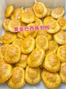 5种易养龟+常见误区（新手养乌龟什么品种好）