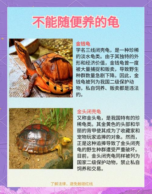 闭壳龟不适合家养，条件要求高（闭壳龟为什么不建议养）