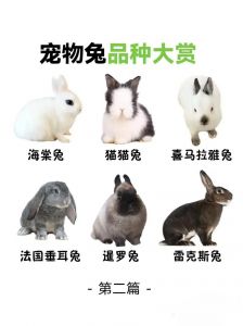 兔子体型性格全解析，选对最适合你的宠物兔（兔子宠物有哪些品种）
