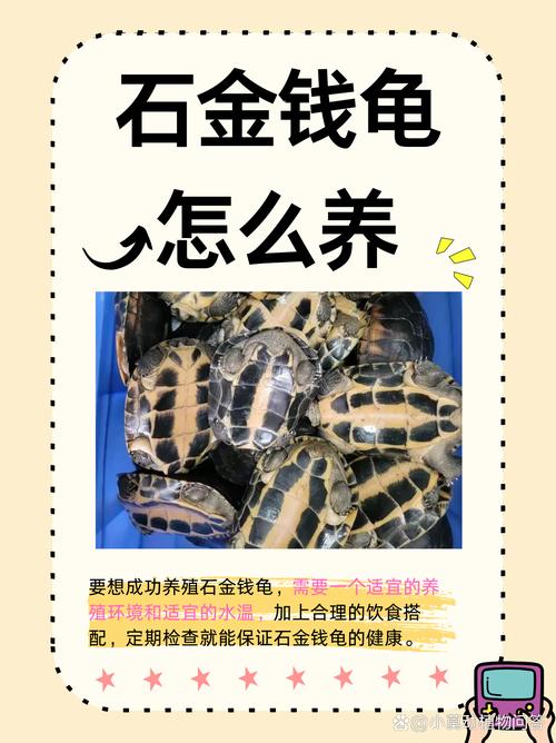石金钱龟市场遇冷，价格大跌投资需谨慎（为何石金钱龟最不值钱）