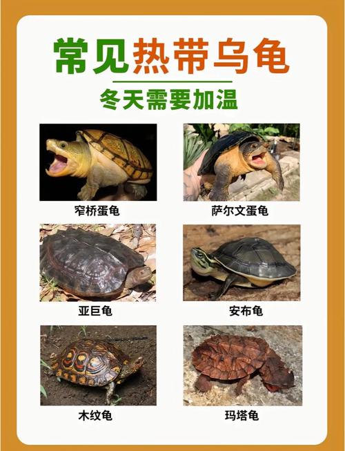 巴西龟适应力强草龟本土易养，选龟需考虑责任与自身条件（乌龟那个品种最好养）