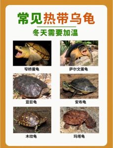 巴西龟适应力强草龟本土易养，选龟需考虑责任与自身条件（乌龟那个品种最好养）