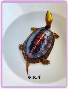 常见品种与养护要点（闭壳龟有哪些品种）