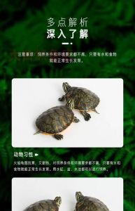 草龟安静低耗，巴西龟活泼需陪伴（巴西龟和草龟哪个好养）