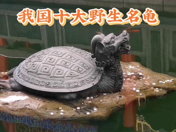 保护现状堪忧（中国十大名贵龟品种）