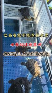 养乌龟让人平静，培养爱心耐心，生态乐趣（家里养龟有什么作用）