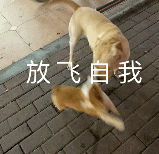 宠物照片变表情包，有趣又好玩！（如何用豆包生成宠物动态表情包）