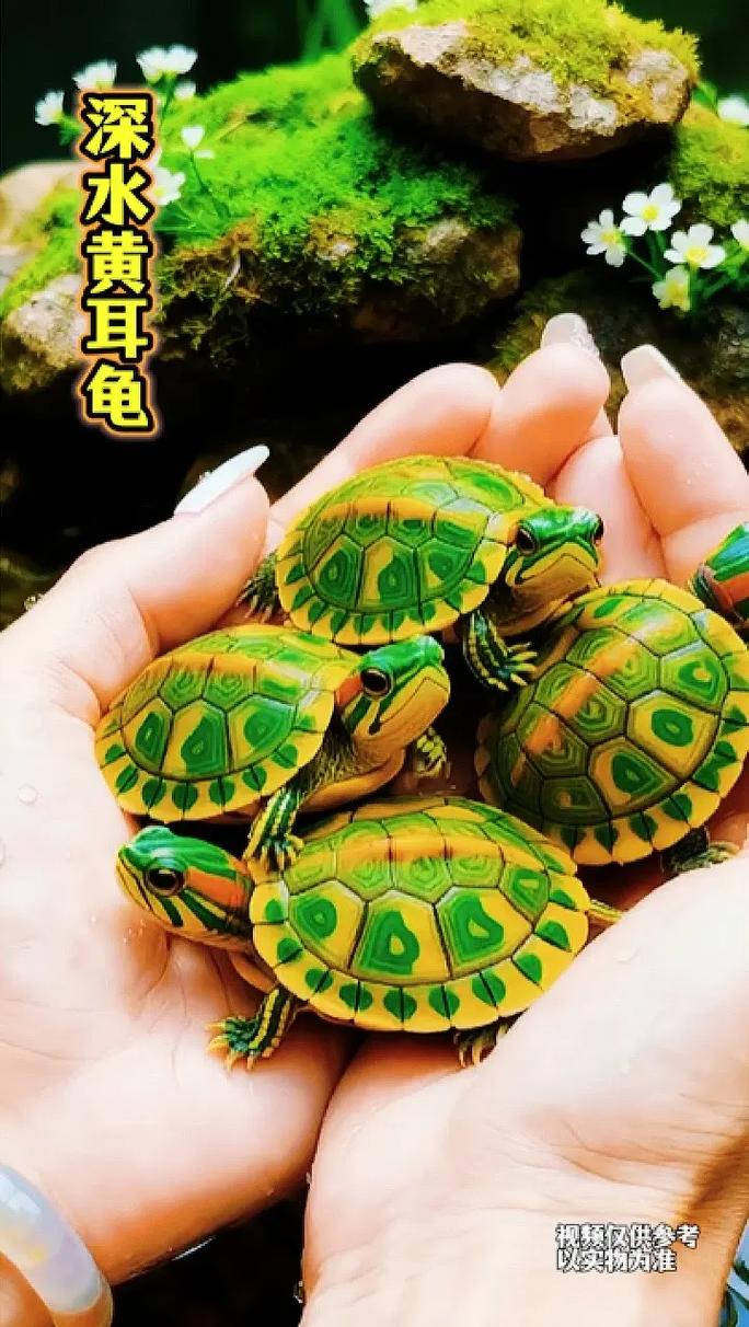 耐心驯养，健康相伴（小黄耳龟可以互动吗）